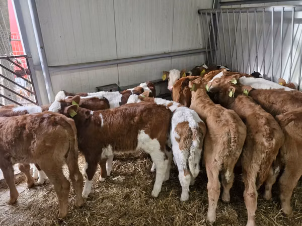 Bull, Simmental cattle