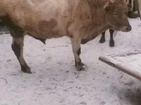 公牛, Cattle — 照片 2