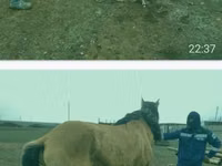 Toychoq, Kazakh horse — 3-rasm
