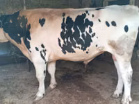 Bulle, Russian Black pied cattle — Foto 2
