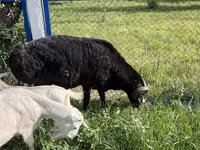 Cabro, Cabras — foto 3