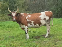 Vaca, Ayrshire — foto 5