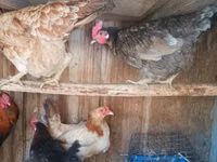 Chickens — photo 2