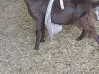 Ziegenbock, LaMancha goats — Foto 5
