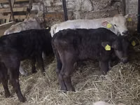 Bulle, Simmental cattle — Foto 2
