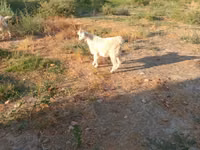 Ziegenbock, Saanen goat — Foto 3
