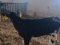 Kuh, Simmental cattle — Foto 3