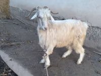 تيس, الماعز — الصورة 3