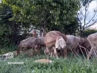 मेढ़ा, Arashan sheep — फ़ोटो 4