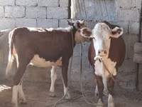 Kuh, Simmental cattle — Foto 2
