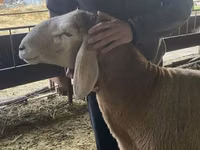 Widder, Hissar sheep — Foto 4
