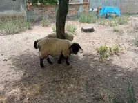 Қошқар, White Suffolk sheep — 4-сурет