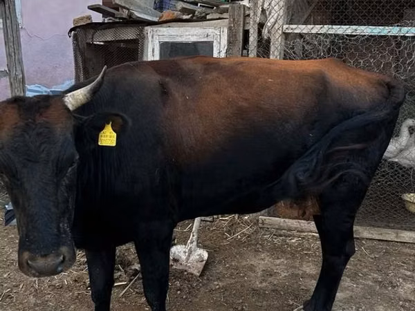 Kuh, Latvian Blue cattle — Kasachstan