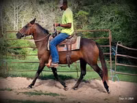 घोड़ी, Quarter Horse — फ़ोटो 7
