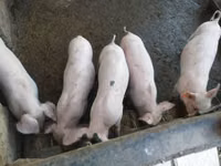 Verro, Cerdos — foto 2