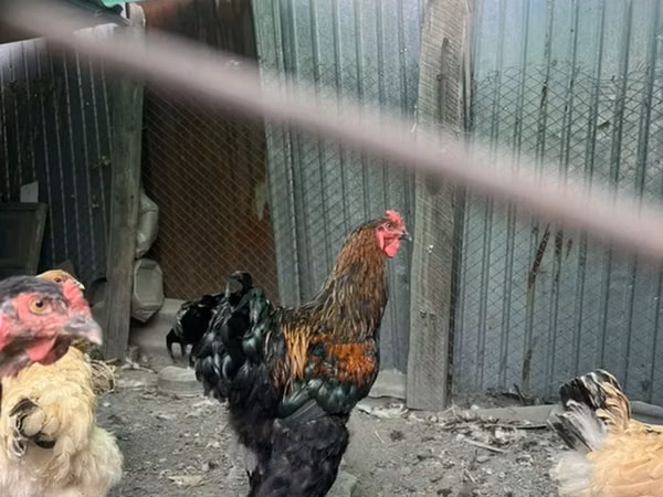 Brahma
