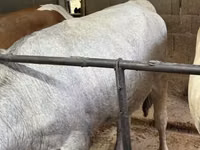 Cow, Simmental cattle — photo 3