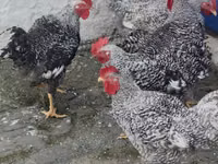 Chickens — Foto 3