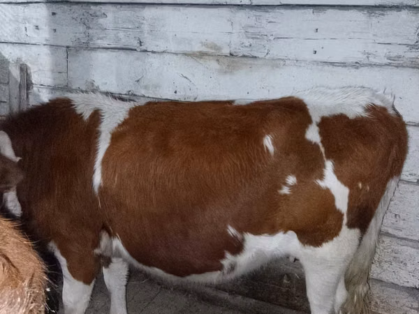गाय, Simmental cattle — कज़ाखस्तान