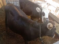 Cow, Cattle — photo 1