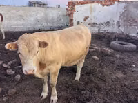 公牛, Swiss cattle — 照片 1