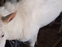 बकरी, Saanen goat — फ़ोटो 2
