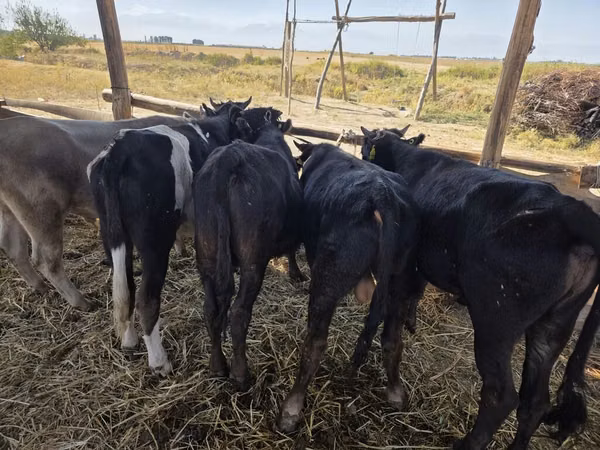 Bulle, Aberdeen-Angus