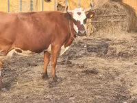 Kuh, Simmental cattle — Foto 1