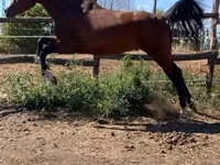 Caballo, Shagya — foto 2