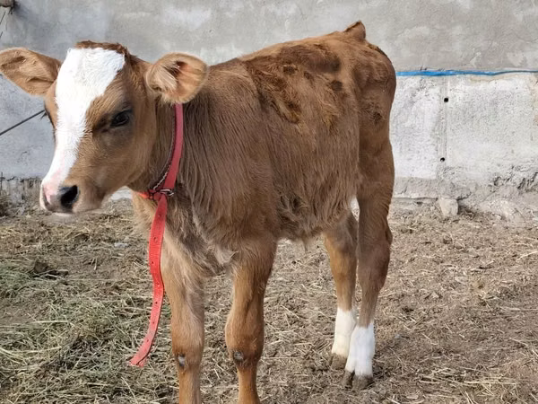 सांड, Simmental cattle