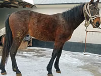 Hengst, Budyonny horse — Foto 3