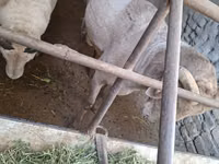 Widder, Schafe — Foto 4
