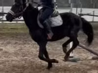 Caballo, Hungarian horse breed — foto 5