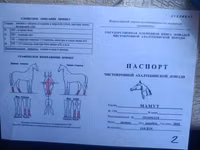 Hengst, Akhal-Teke — Foto 1