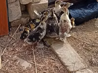 Ducks — photo 3