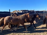 Otlar (partiya, jinsi ko‘rsatilmagan), Kazakh horse — 5-rasm
