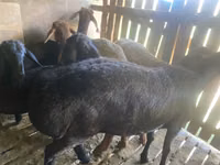 Ram, Sheep — photo 1