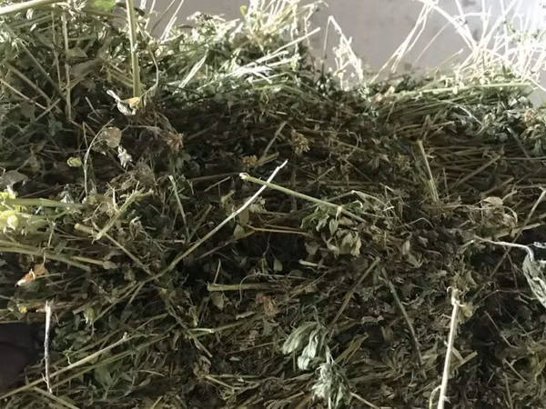 Lucernă