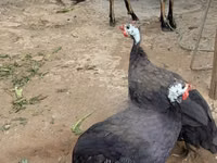 Turkeys — 照片 5