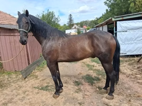 Hengst, Nonius horse
