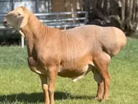 Widder, Rhon sheep — Foto 1