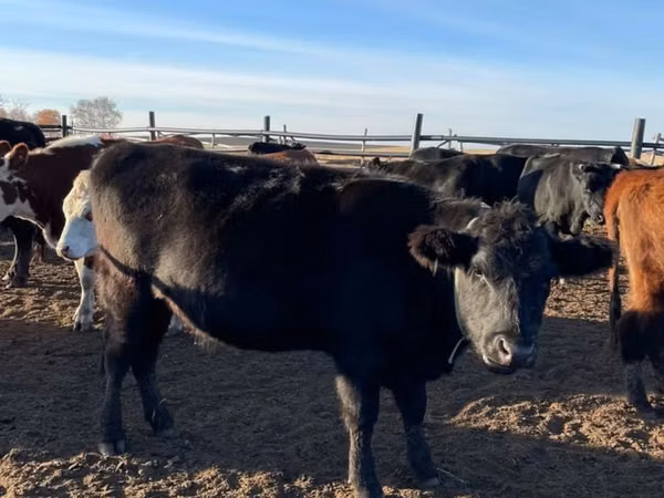 Kuh, Aberdeen-Angus