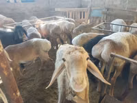 كبش, Hissar sheep — الصورة 4