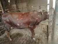 公牛, Cattle — 照片 1