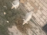 母山羊, Goats — 照片 1