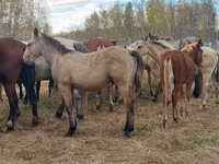 Horse (M), Horses — photo 8