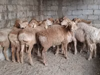 Widder, Arashan sheep — Foto 3