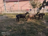 Ovejas (lote, sexo no especificado), Ovejas — foto 2