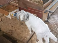 Billy Goat, Goats — photo 8