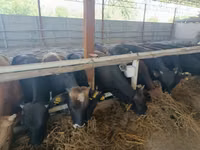 ثور, Swiss cattle — الصورة 2